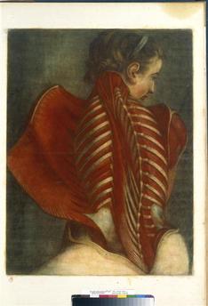 Traité de Myologie par Gautier d'Agoty