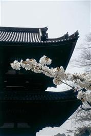 Promenade dans un jardin japonais