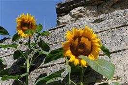 Fleurs des champs